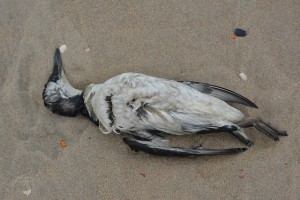 animales mueren por plastico